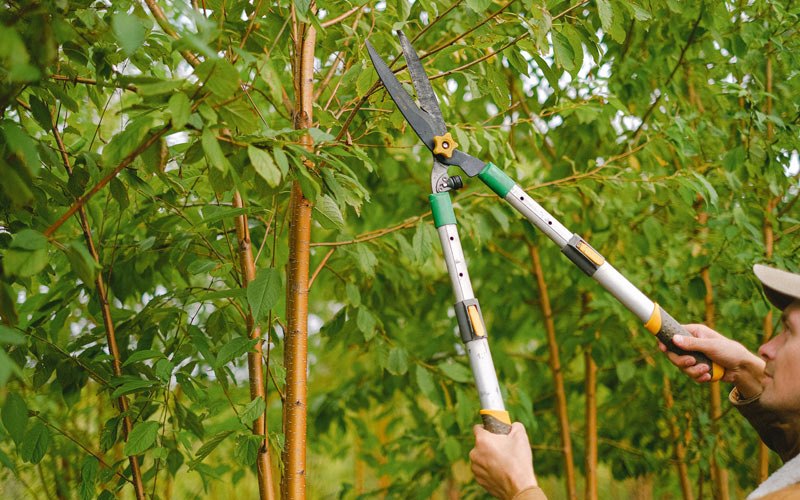 Tree trimming in Adel, IA